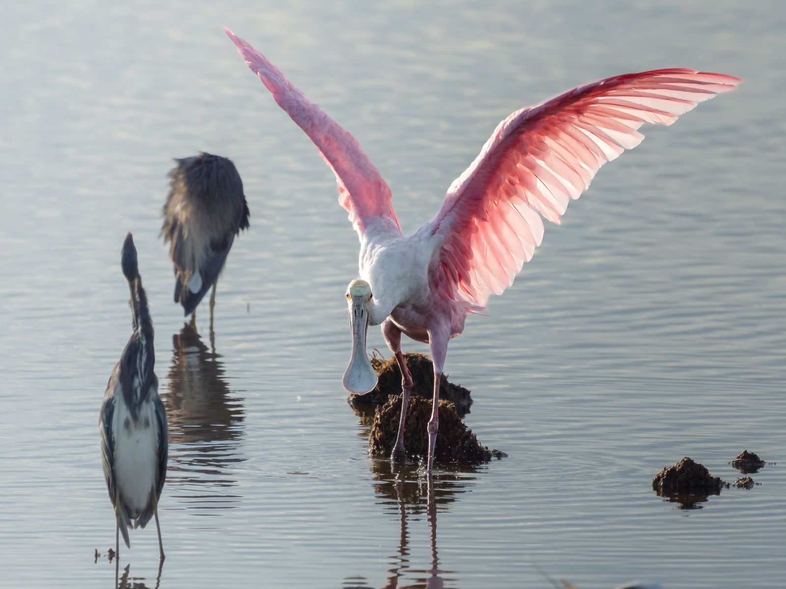 Audubon Fotoğraf Ödülleri 2026 kazananları açıklandı: Gülkuşu ve Küçük Boynuzlu Baykuş büyük ödülü kazandı