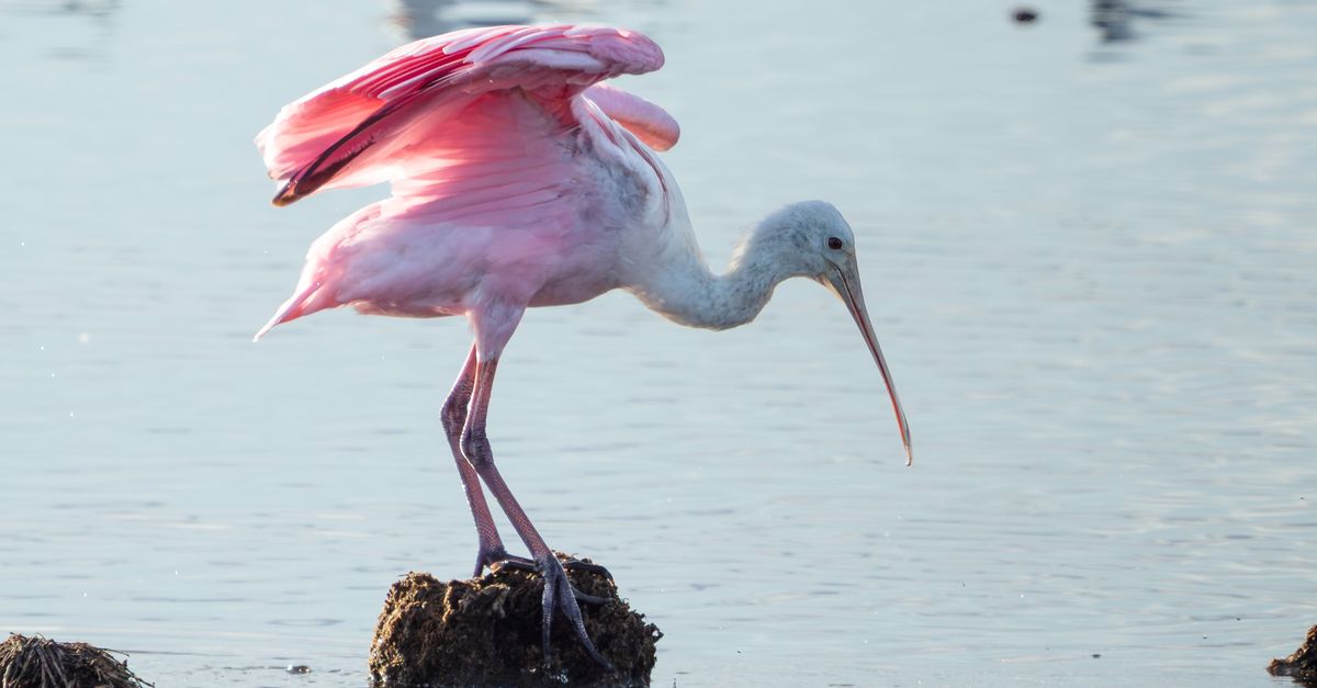 Pink roseate spoonbill in Florida wetland, showcasing its vibrant plumage and natural habitat.