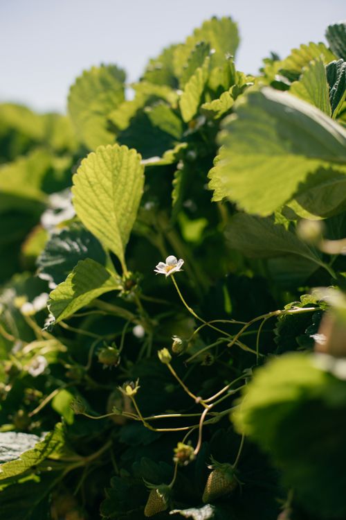 Free Vibrant green strawberry plant with delicate white blossoms in a sunny field. Stock Photo