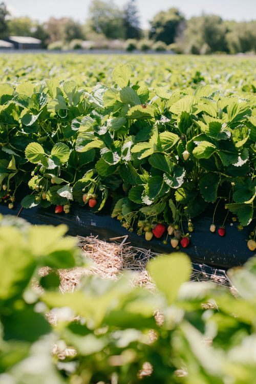 Free Sunlit strawberry plants growing in a lush green field, perfect for summer berry picking. Stock Photo