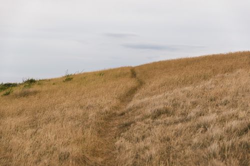Free Expansive grassy hillside in Castlepoint, New Zealand, under a cloudy sky. Stock Photo