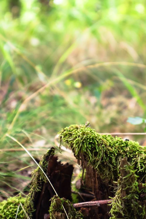 Free Close-up of vibrant moss on a forest stump, showcasing lush greenery and natural textures. Stock Photo