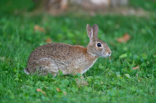 Free A cottontail rabbit sitting alert in a vibrant green field during daytime. Stock Photo