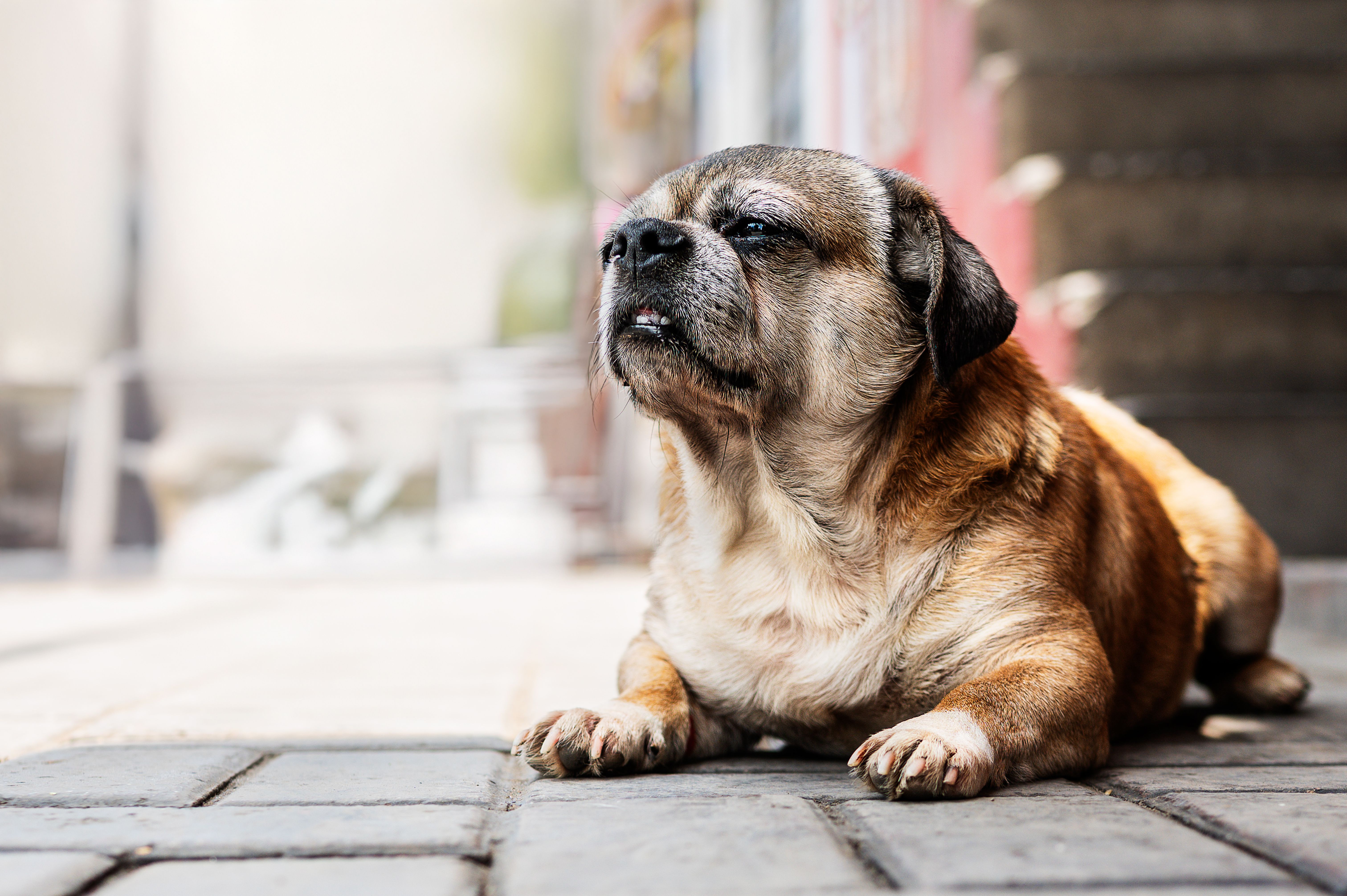 Chihuahua Pug mix: small fawn and black Pug mix dog lying on a sunny path