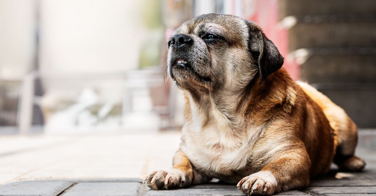 Chihuahua Pug Mix (Chug) Chihuahua Pug mix: small fawn and black Pug mix dog lying on a sunny path