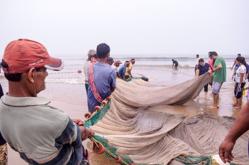 Free Fishermen collaborate to pull in nets on a West Bengal beach. Stock Photo