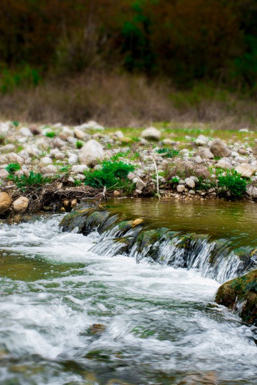 Free A tranquil stream flowing over a rocky bed, surrounded by lush greenery. Stock Photo