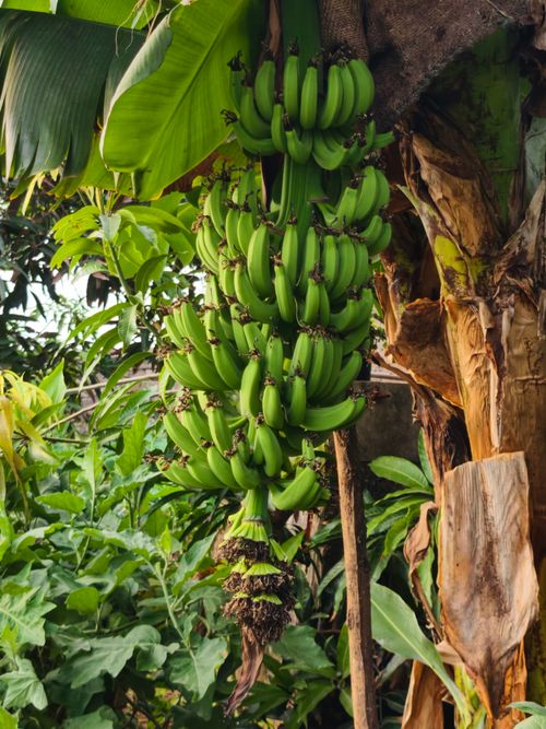 Free Lush green banana cluster hanging on a banana tree in Nagka, India, symbolizing tropical abundance. Stock Photo