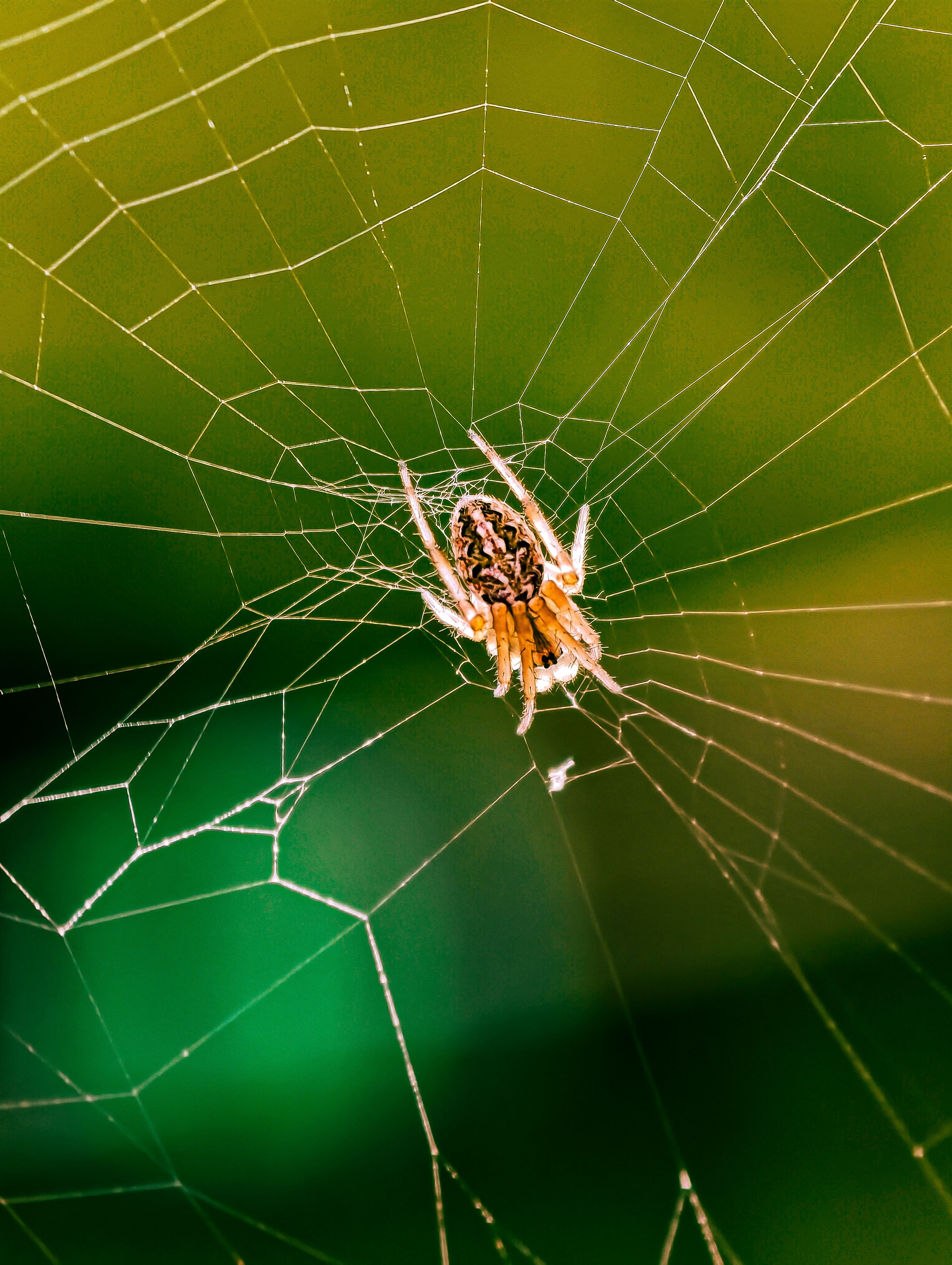 Detailed shot of a spider on a web amidst a natural green background.