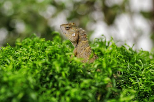 Экзотическая ящерица в зеленой траве