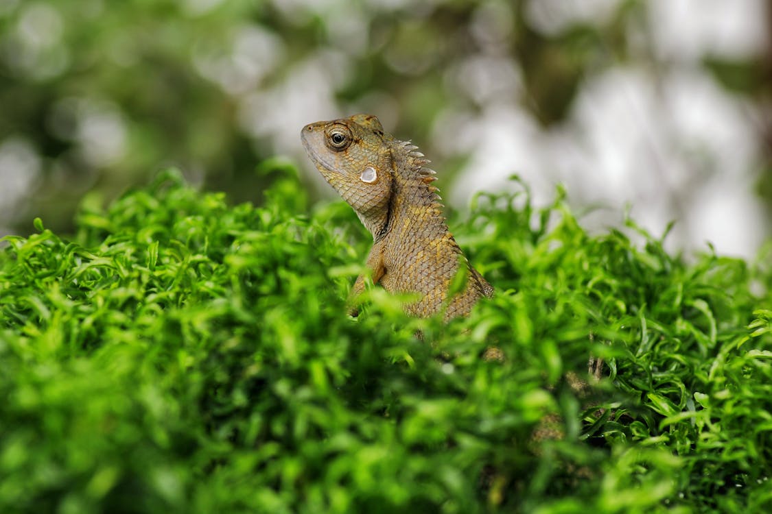 Lézard Exotique Dans L'herbe Verte