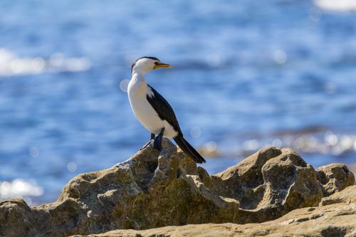 Free A little pied cormorant perched on coastal rocks with ocean waves in Jervis Bay, Australia. Stock Photo