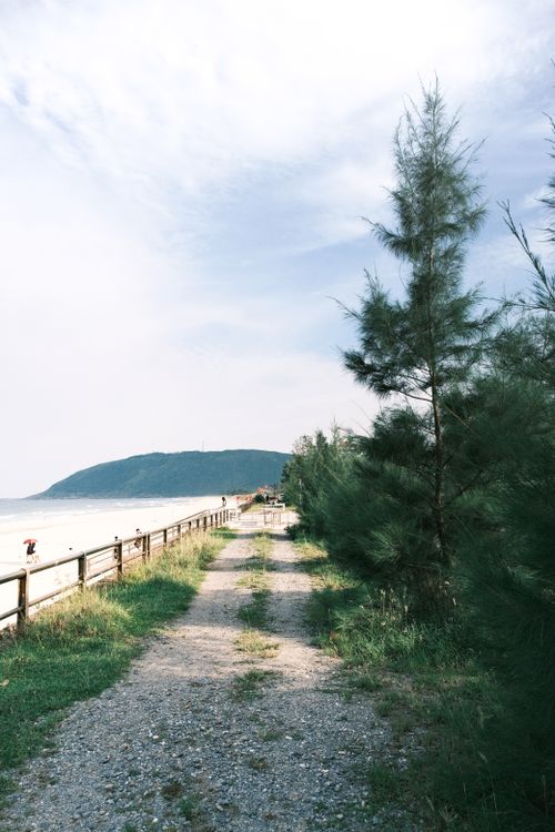 Free Peaceful path along a beachside with trees and ocean in view. Perfect for travel and nature themes. Stock Photo