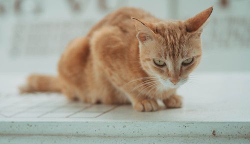 Free A ginger cat with a focused expression resting on a white surface. Stock Photo