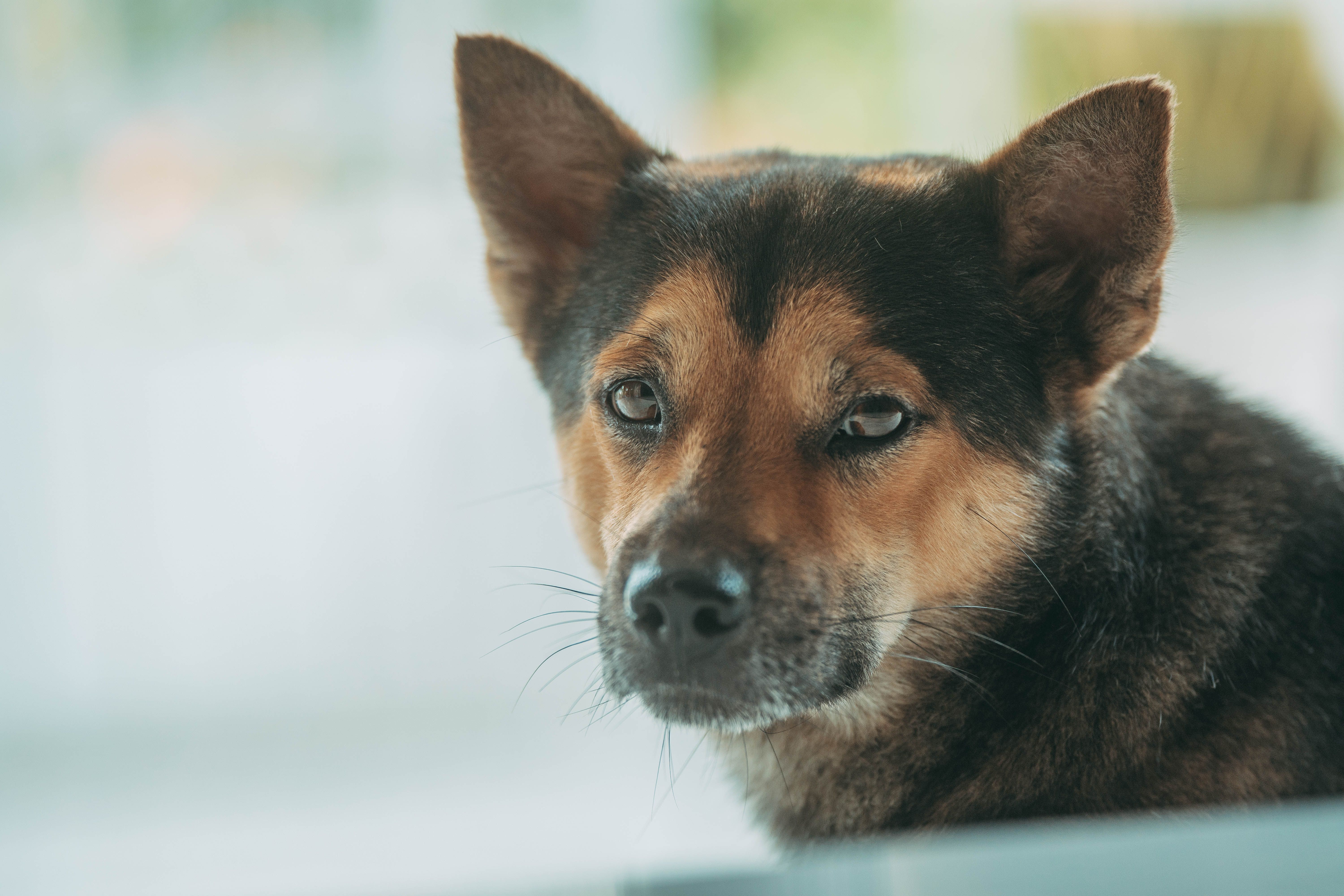 Lifestyle vaccines: Protection that fits your pet's life — Photo by FOX ^.ᆽ.^= ∫ on Pexels