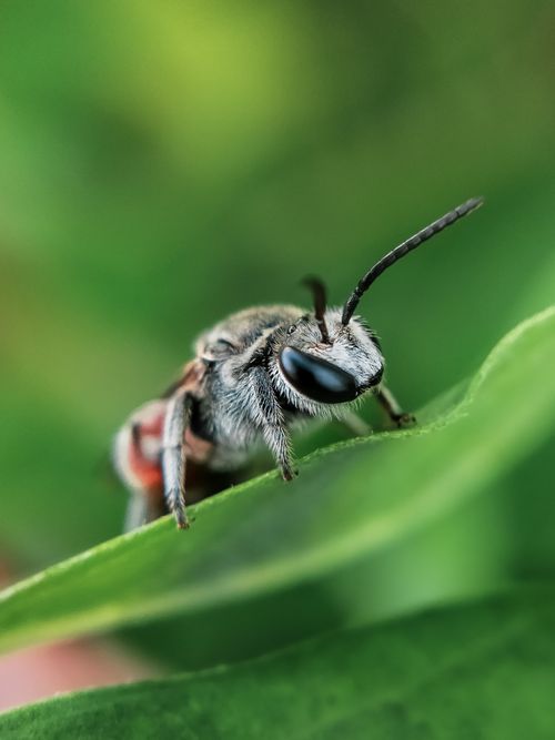 Free Close-up of a solitary leafcutter bee poised on a vivid green leaf. Stock Photo