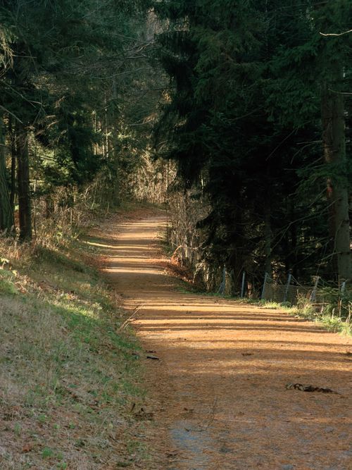 Free A tranquil forest path illuminated by sunlight, perfect for nature lovers and hikers. Stock Photo