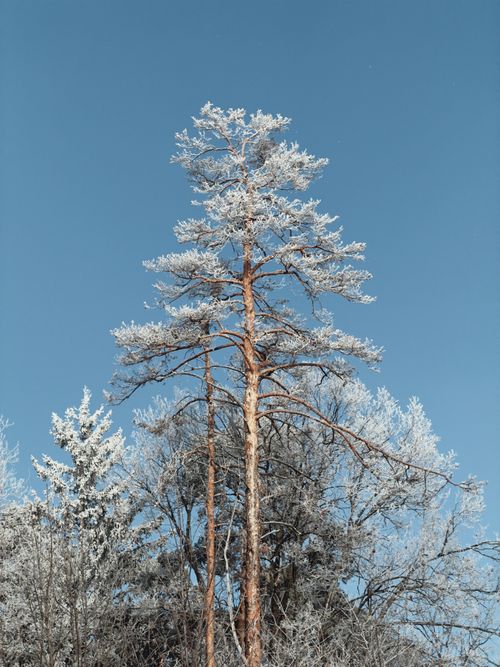Free A tall pine tree with frost-covered branches set against a clear blue winter sky. Stock Photo
