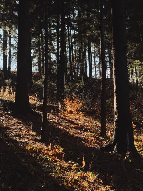 Free Sunlight filtering through a dense forest, illuminating the autumn leaves in a tranquil woodland scene. Stock Photo