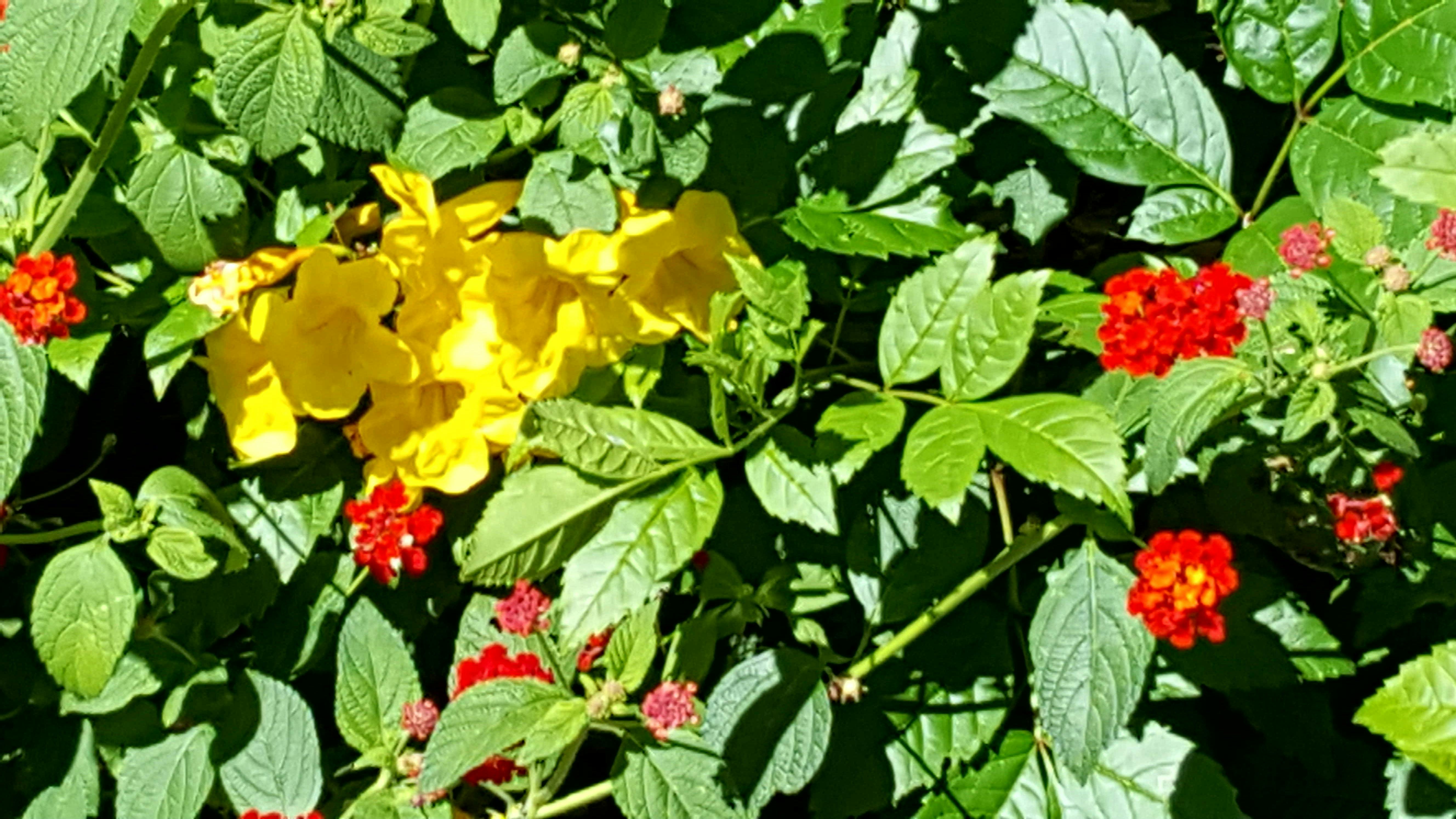 Free stock photo of beautiful flowers, green leaf, spring flower