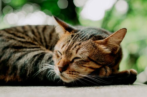 Free Close-up of a serene tabby cat sleeping outdoors with blurred greenery in the background. Stock Photo