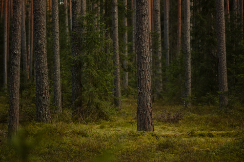 Free Serene woodland scene with tall conifer trees and vibrant green moss. Stock Photo