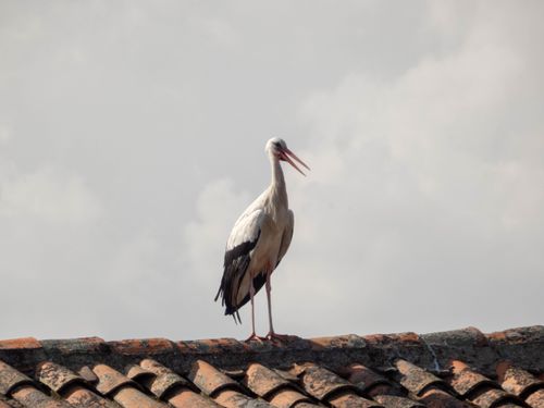 Free White stork on a traditional rooftop in Villardeciervos, Spain, against a cloudy sky. Stock Photo