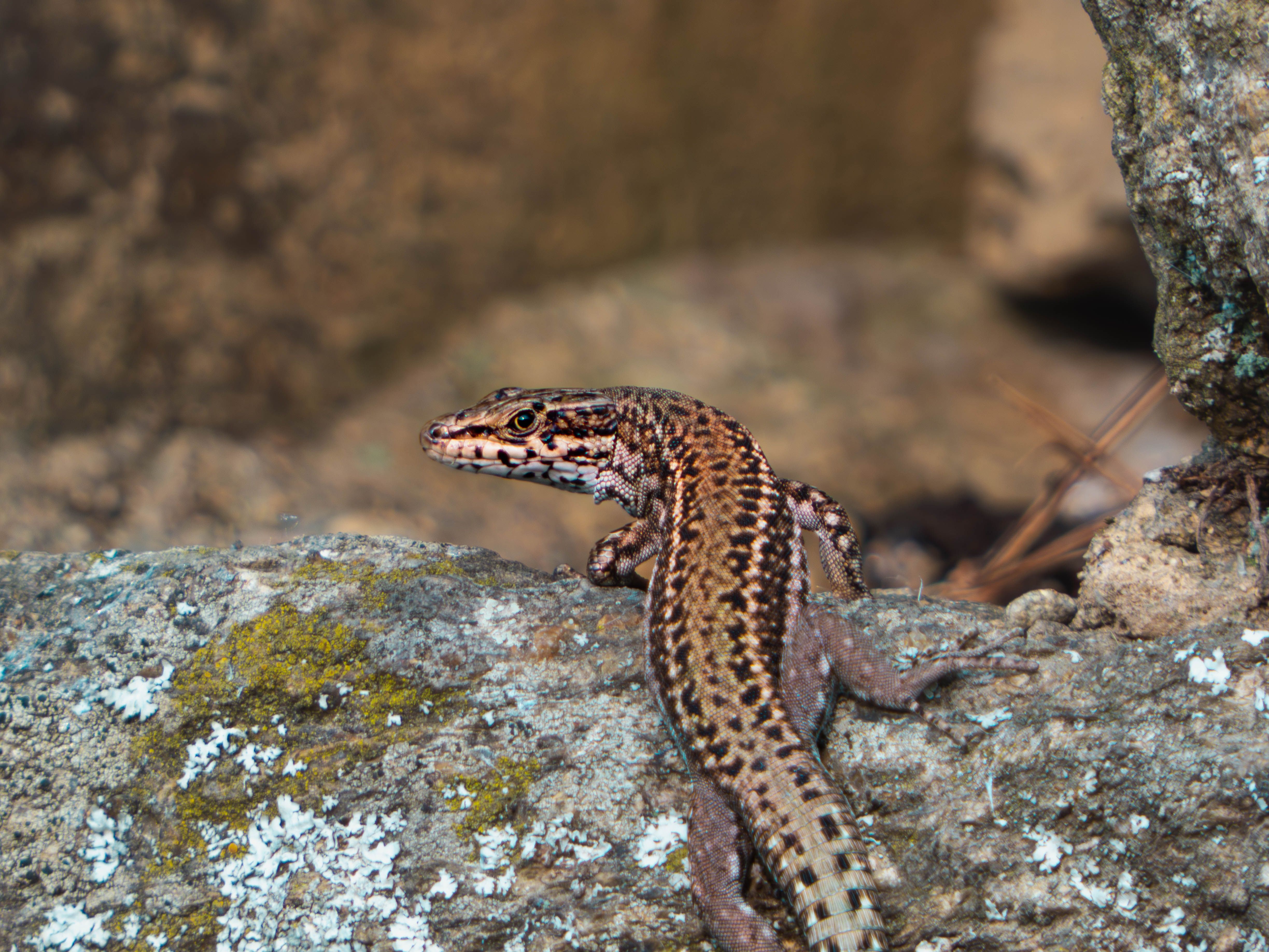 A close-up of an Iberian Wall Lizard on rocky terrain in Villardeciervos.
