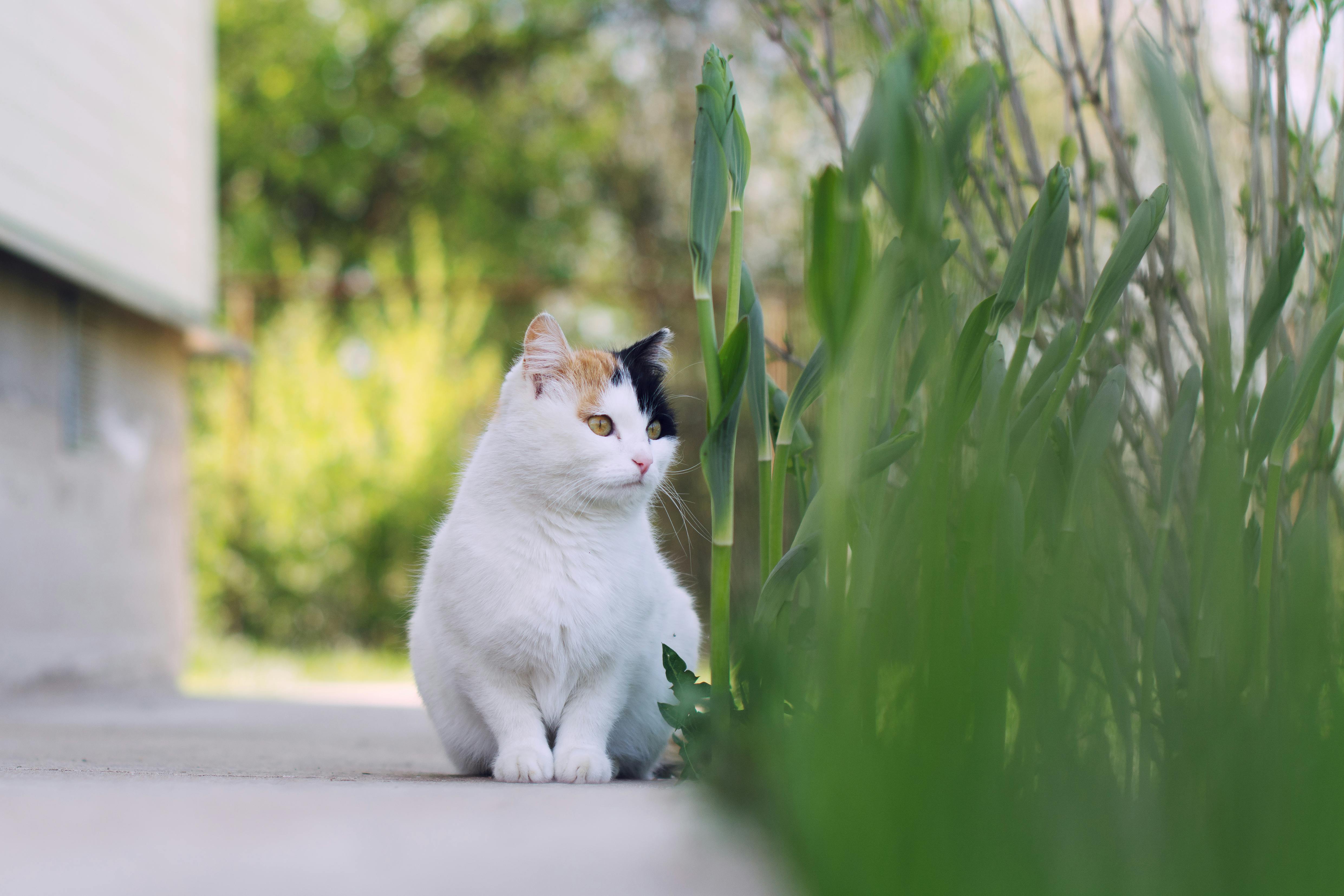 white cat sitting on the concrete floor