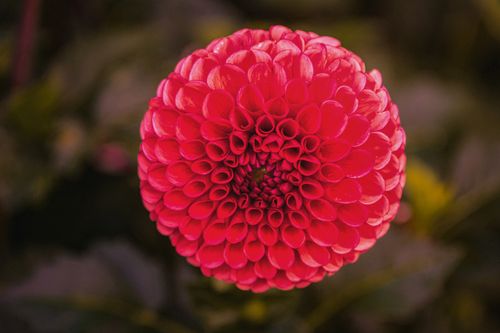 Free A vivid pink dahlia flower in full bloom highlighted against a blurred green background. Stock Photo