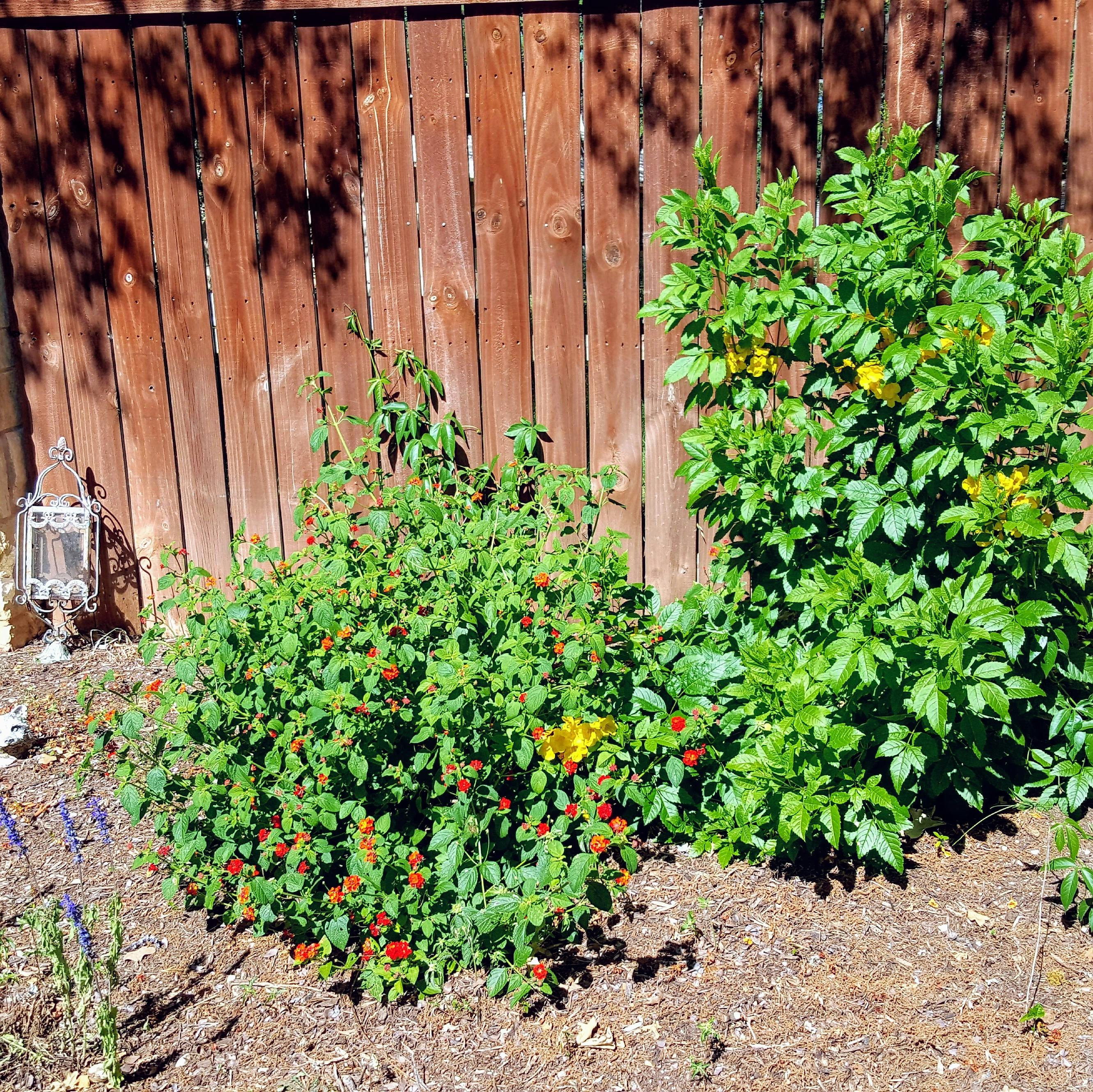 Free stock photo of backyard, bed of flowers, fence