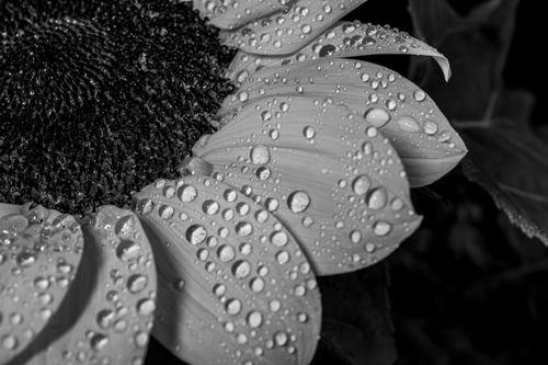 Free A stunning close-up of a sunflower petal with dewdrops, captured in monochrome. Stock Photo
