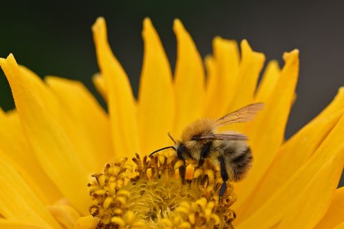 Free A macro shot of a bee gathering pollen on a bright yellow sunflower in full bloom. Stock Photo