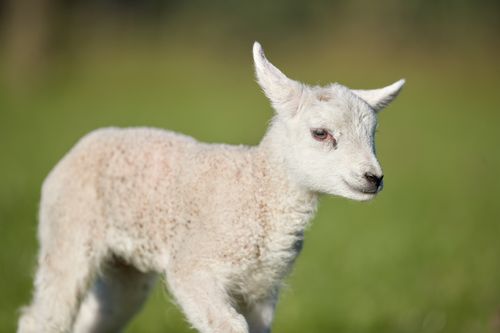 Free A cute, fluffy lamb standing in a sunlit field, epitomizing the freshness of spring. Stock Photo