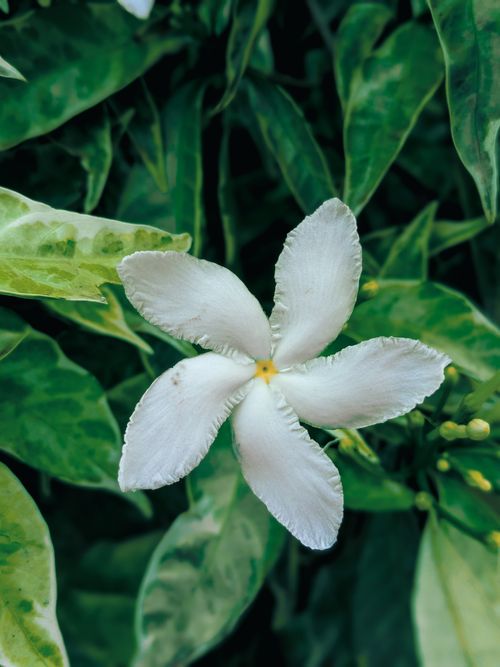 Free Macro shot of a white jasmine flower surrounded by vibrant green leaves, capturing natural beauty. Stock Photo