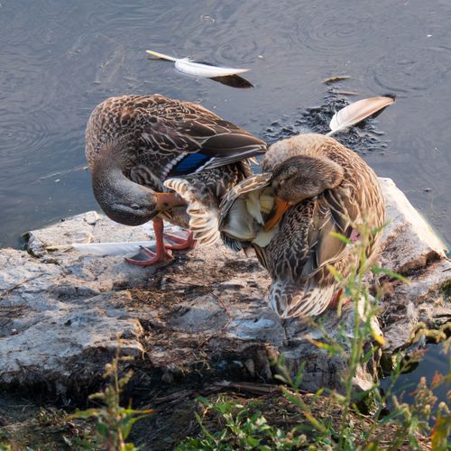 Free Two ducks preening themselves on rocks by a serene lake in Türkiye, with feathers scattered around. Stock Photo