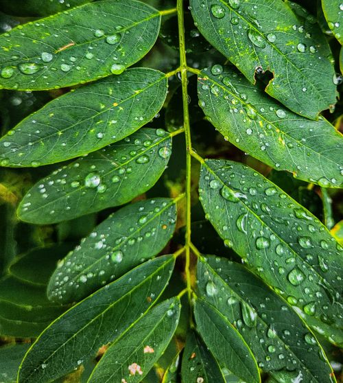 Free Close-up of lush green leaves with water droplets capturing the essence of nature's freshness. Stock Photo