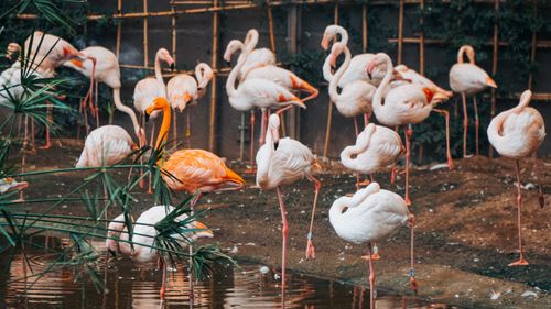 Free A group of flamingos gathered near the water, displaying vibrant pink hues in a serene setting. Stock Photo