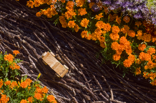 Free stock photo of abstract flower, aesthetic flowers Stock Photo