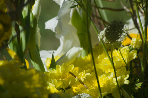 Free stock photo of aesthetic, aesthetic flowers, flower close-up Stock Photo