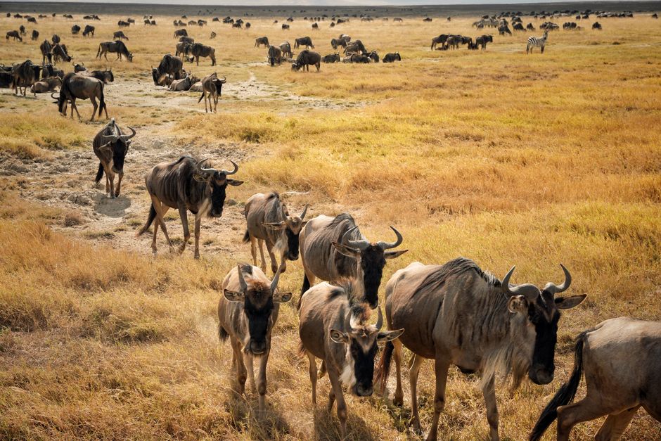 panduan mengunjungi Taman Nasional Serengeti