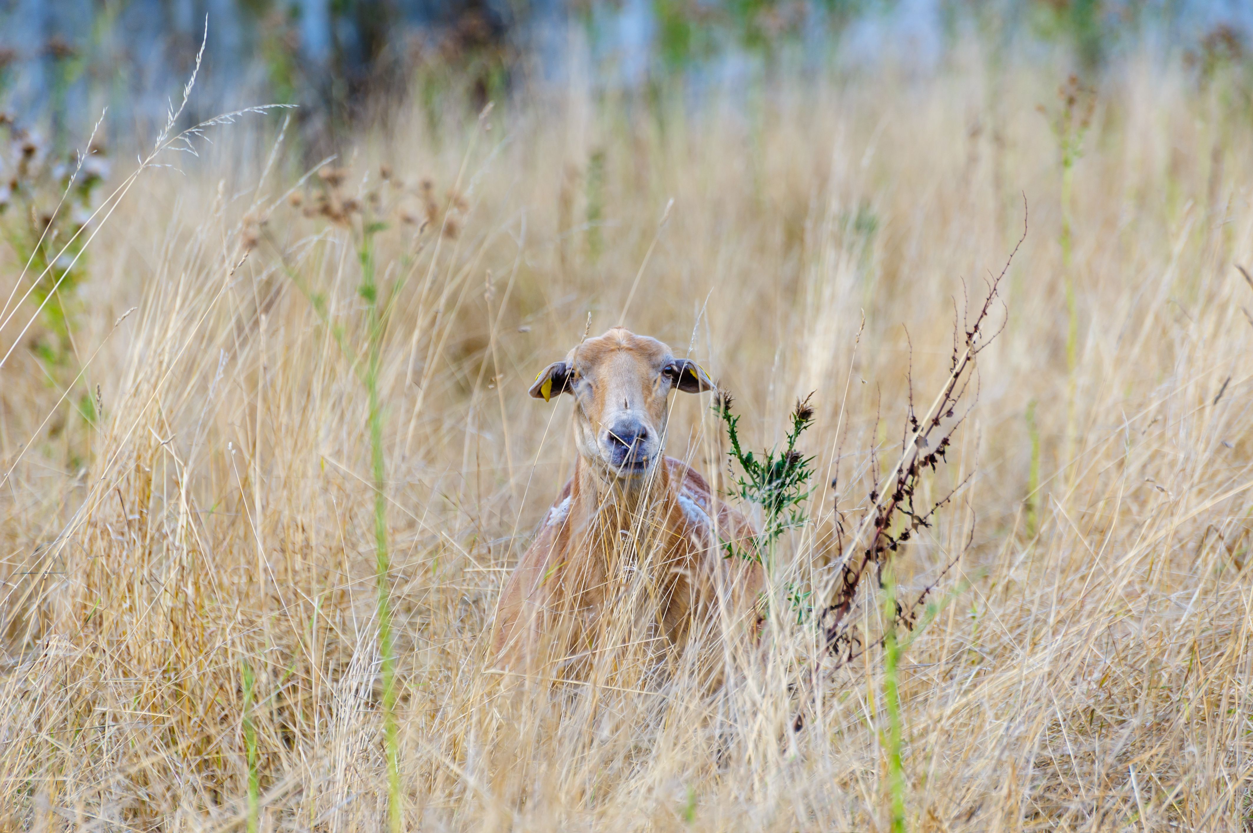 A goat camouflaged in a field of tall, dry grass in Coesfeld, Germany.