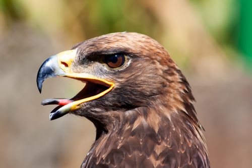 Free Detailed close-up of a golden eagle showcasing its sharp beak and piercing eye. Stock Photo