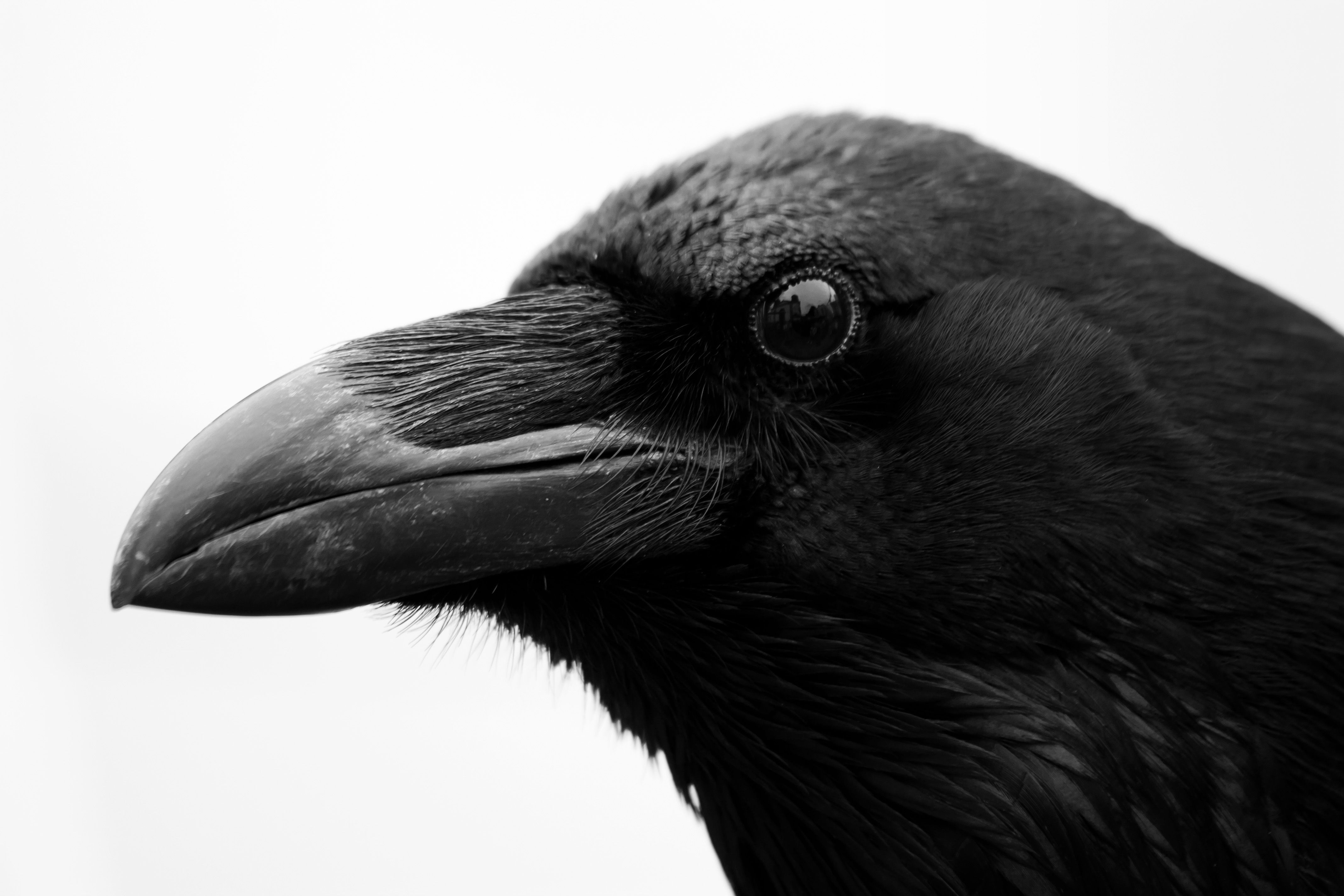 Dramatic black and white close-up of a raven's profile showcasing its detailed plumage.