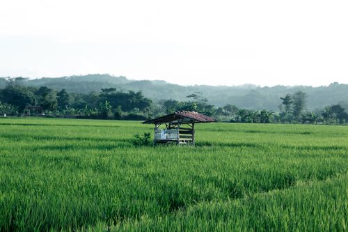Free A serene view of a rice paddy field with a rustic hut in Kuningan, West Java, Indonesia. Stock Photo