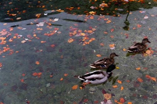 Free Wild ducks swimming in calm lake with colorful autumnal leaves in water in park Stock Photo