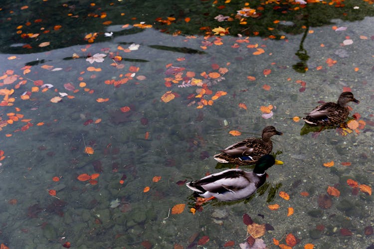 Wild Ducks Swimming In Calm Water Of Lake In Park