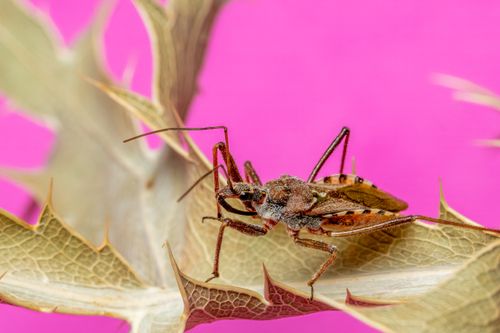 Free Detailed macro shot of an assassin bug on a thorny branch, showcasing vivid colors and textures. Stock Photo