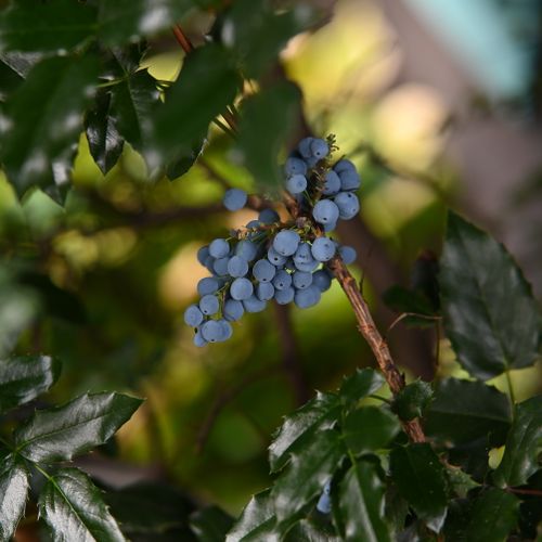 Free A vibrant close-up of Oregon Grape berries surrounded by green foliage in natural light. Stock Photo