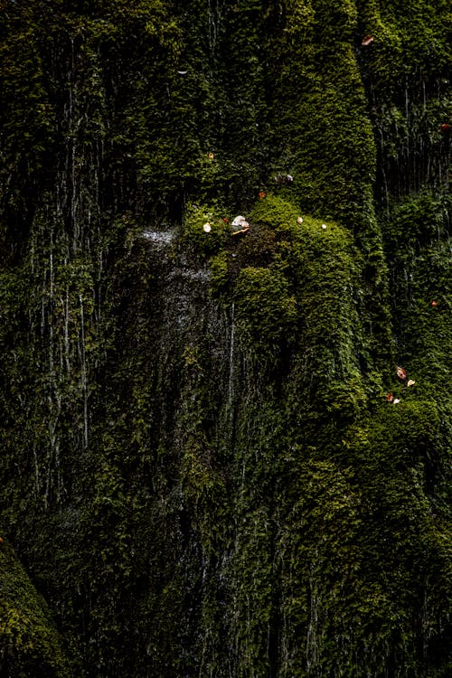 High rock covered with growing fresh dark green moss in moisture